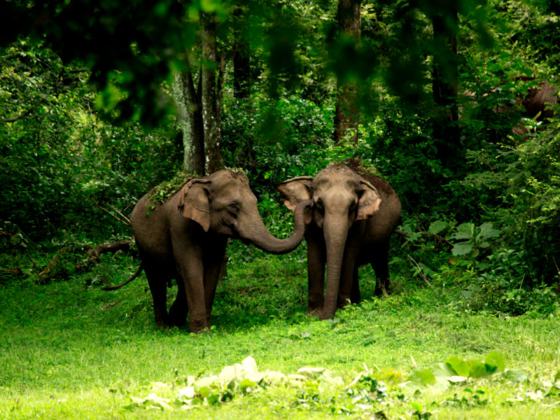 2 Elephants