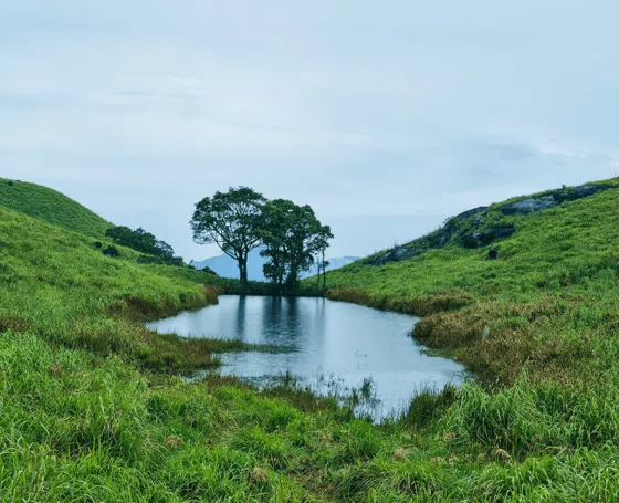 Wayanad in Winter: Why October to February Is Peak Season