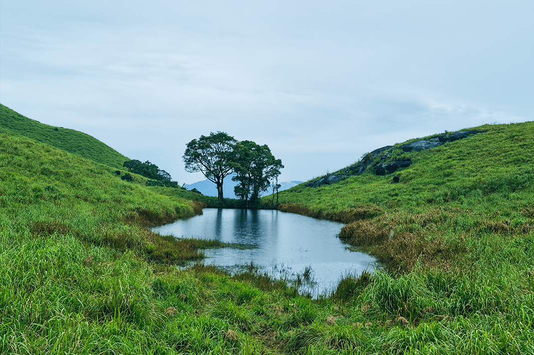 Wayanad in Winter: Why October to February Is Peak Season